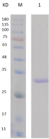 12% SDS-PAGE analysis profiles of purified PA3901-33-289 (CBB stained).